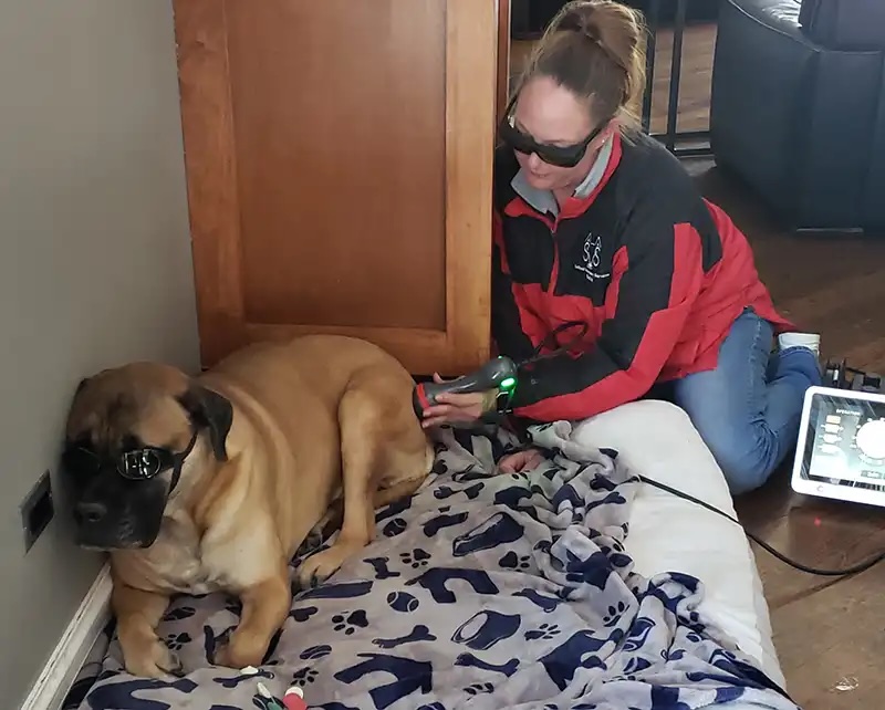 Veterinarian using a laser therapy device on a Bullmastiff dog wearing protective goggles during an in-home treatment in Plano